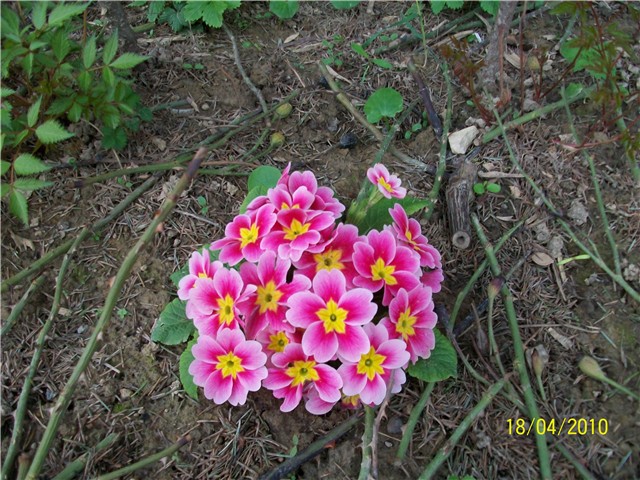 jaglac - lat. primula